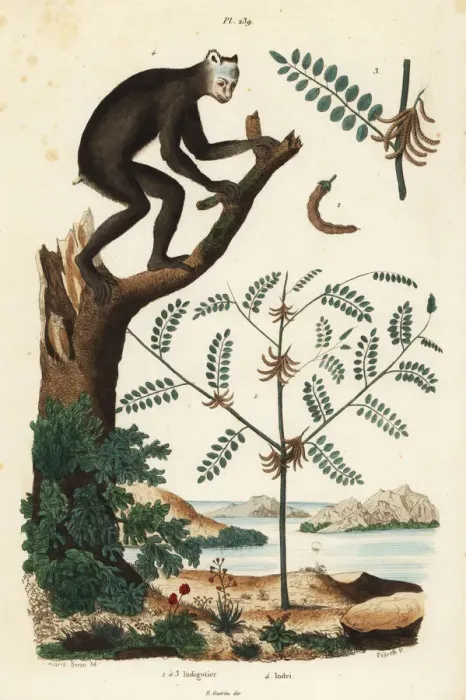 Framed Print : Indigo plant and indri Framed Print : Indigo plant and indri