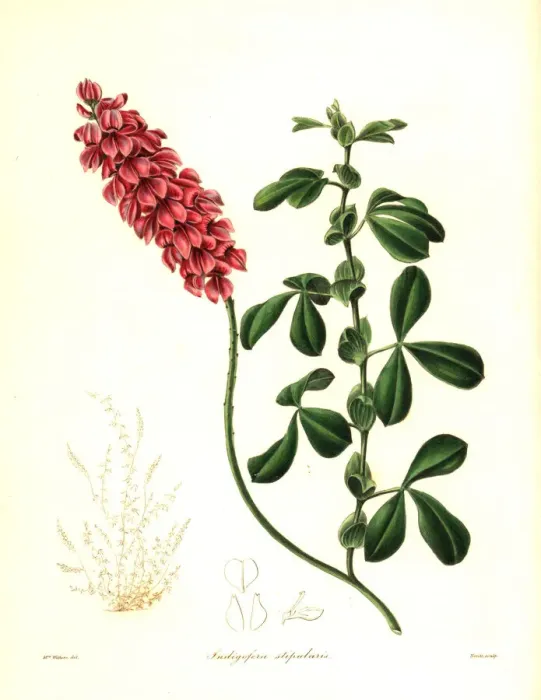 Framed Print : Indigofera alpina Framed Print : Indigofera alpina