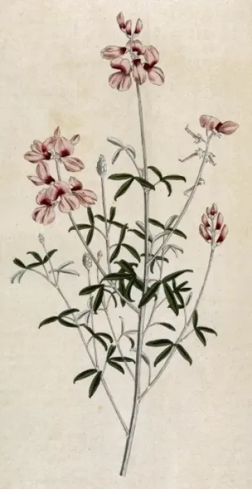 Framed Print : Indigofera Candicans Framed Print : Indigofera Candicans