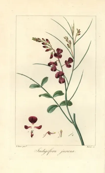 Framed Print : Indigofera juncea Framed Print : Indigofera juncea