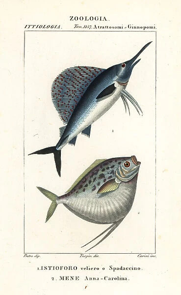 Indo-Pacific sailfish and moonfish