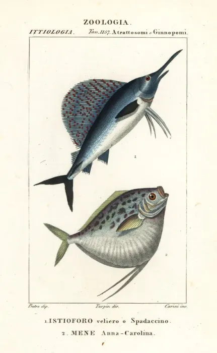 Framed Print : Indo-Pacific sailfish and moonfish Framed Print : Indo-Pacific sailfish and moonfish