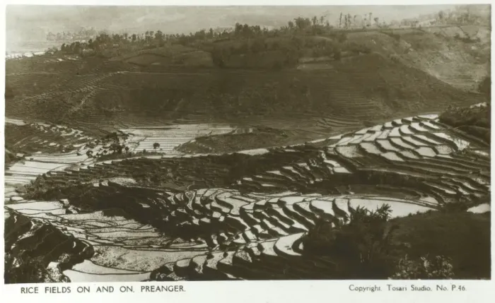 Framed Print : Indonesia - Java - Rice Fields at Preanger Framed Print : Indonesia - Java - Rice Fields at Preanger