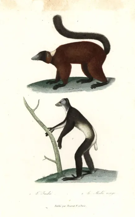 Framed Print : Indri and red-ruffed lemur Framed Print : Indri and red-ruffed lemur
