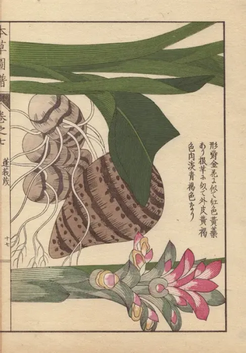 Framed Print : Inflorescence and rhizome of round turmeric, Curcuma rotunda Framed Print : Inflorescence and rhizome of round turmeric, Curcuma rotunda