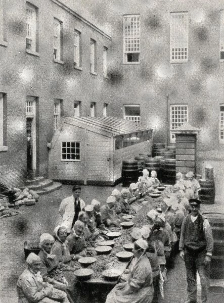 Inmates employed at canning in the Amsterdam Workhouse