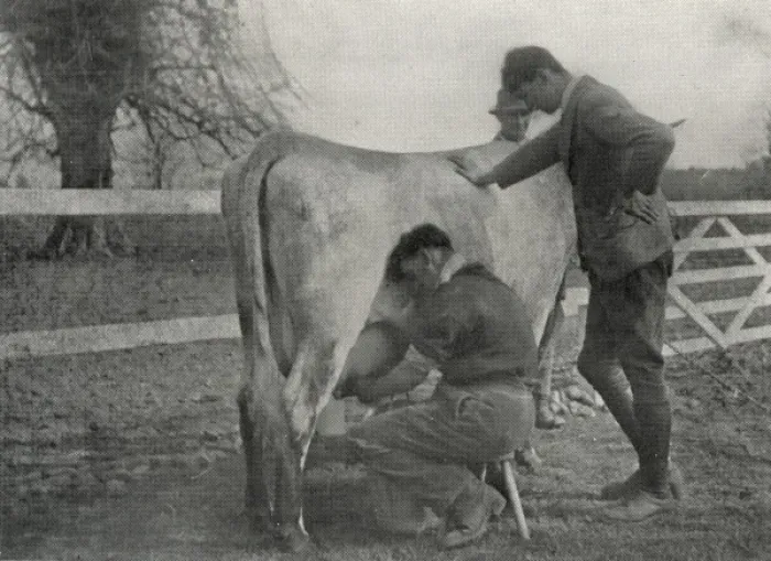 Framed Print : Inmates practise milking at Claydon Training Centre, Suffolk Framed Print : Inmates practise milking at Claydon Training Centre, Suffolk
