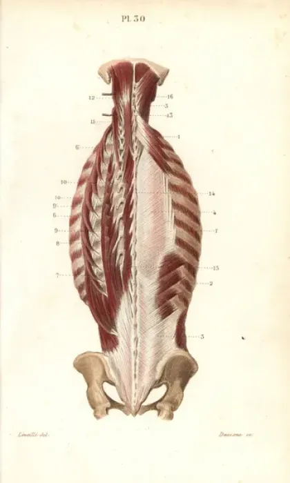 Framed Print : Inner muscles of the back Framed Print : Inner muscles of the back