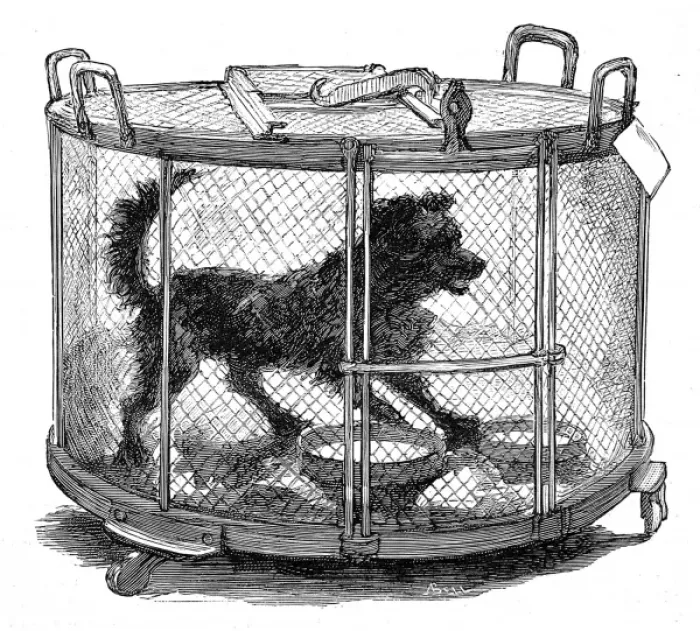 Framed Print : Inoculated dog in cage Framed Print : Inoculated dog in cage