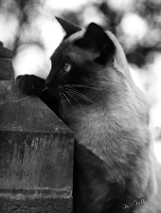 Framed Print : Inquisitive Siamese Framed Print : Inquisitive Siamese