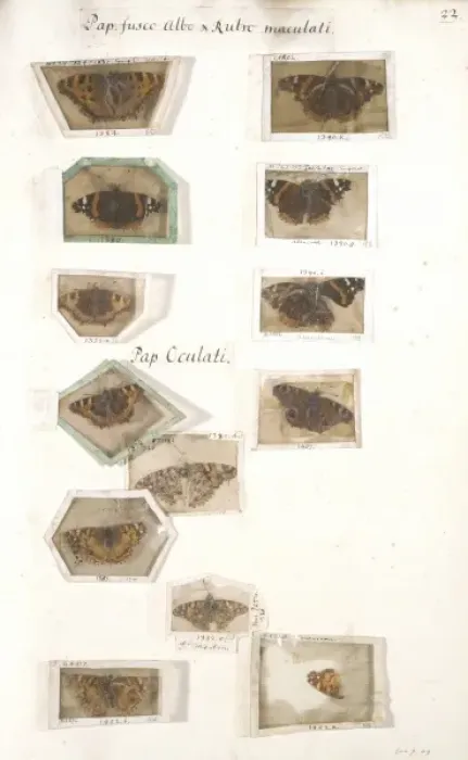 Framed Print : Insect collection by James Petiver (1663-1) Framed Print : Insect collection by James Petiver (1663-1)