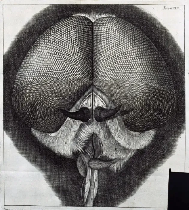 Framed Print : Insect Head. Sch XXIV Framed Print : Insect Head. Sch XXIV