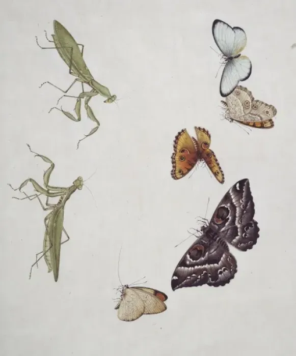 Framed Print : Insect species from China Framed Print : Insect species from China