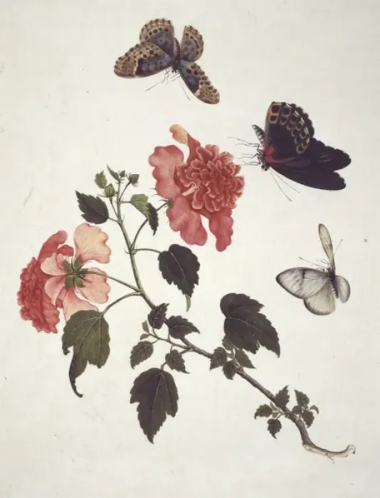 Framed Print : Insect species from China Framed Print : Insect species from China
