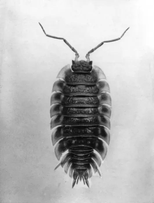 Framed Print : Insect / Wood Louse Framed Print : Insect / Wood Louse