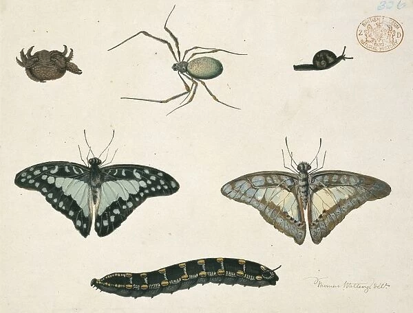 Insects. Drawing 402 from the Watling Collection simply titled a crab