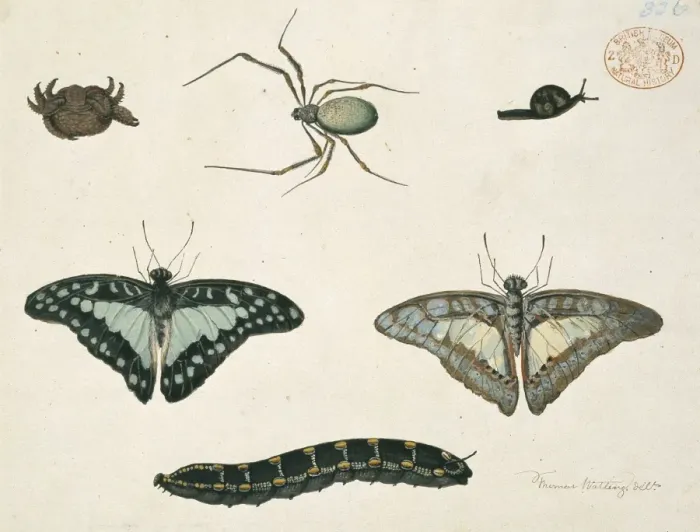Framed Print : Insects. Drawing 402 from the Watling Collection simply titled a crab Framed Print : Insects. Drawing 402 from the Watling Collection simply titled a crab