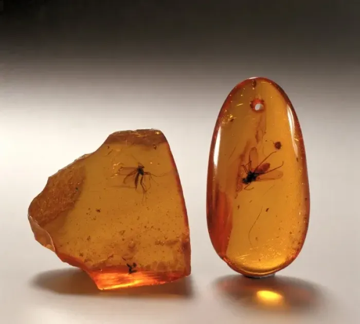 Framed Print : Insects in amber Framed Print : Insects in amber