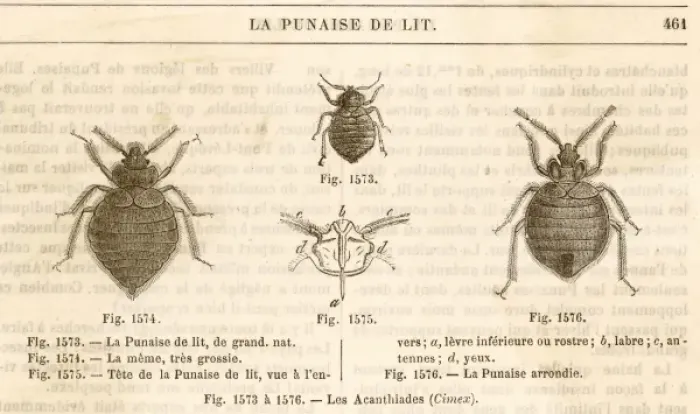 Framed Print : Insects / Bed-Bug Framed Print : Insects / Bed-Bug