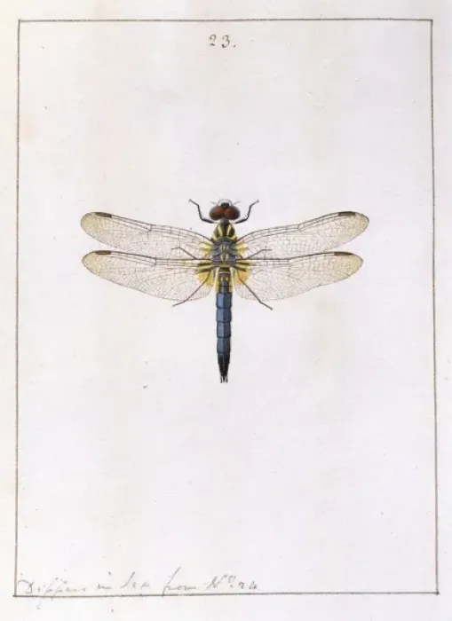 Framed Print : Insects of Georgia Framed Print : Insects of Georgia