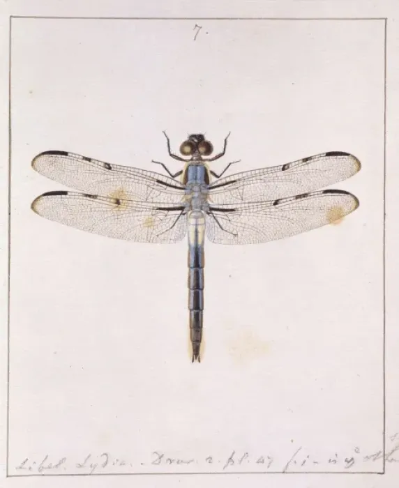 Framed Print : Insects of Georgia