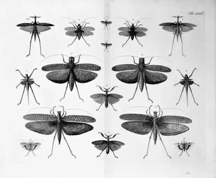 Framed Print : Insects illustration Framed Print : Insects illustration