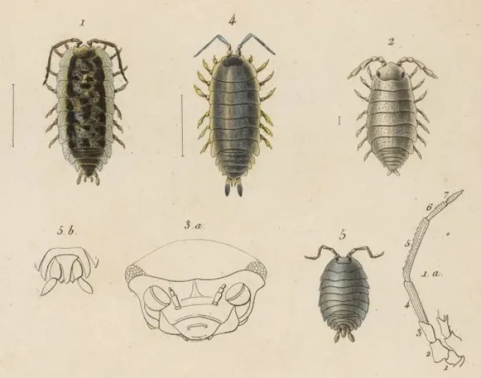 Framed Print : Insects / Lice Framed Print : Insects / Lice