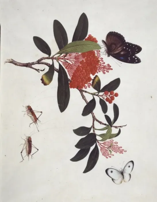Framed Print : Insects species from China Framed Print : Insects species from China