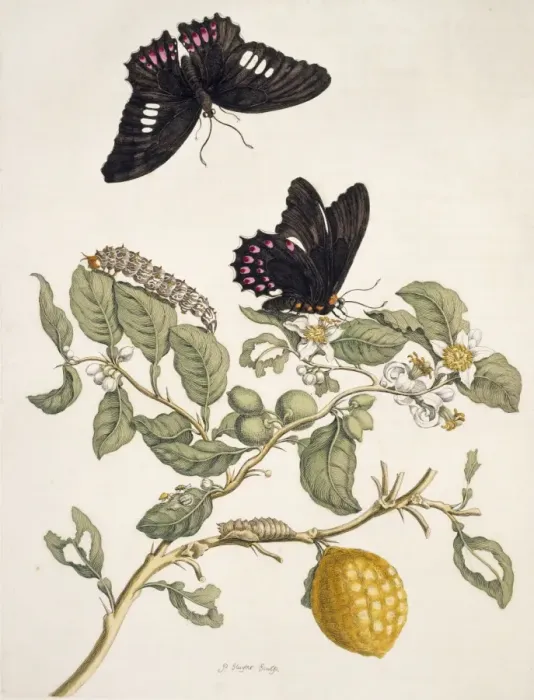 Framed Print : Insects of Surinam Framed Print : Insects of Surinam