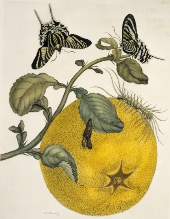 Framed Print : Insects of Surinam Framed Print : Insects of Surinam