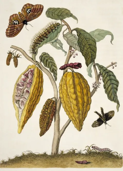 Framed Print : Insects of Surinam Framed Print : Insects of Surinam