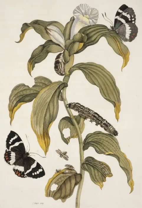 Framed Print : Insects of Surinam Framed Print : Insects of Surinam