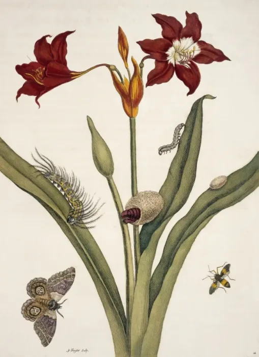 Framed Print : Insects of Surinam Framed Print : Insects of Surinam