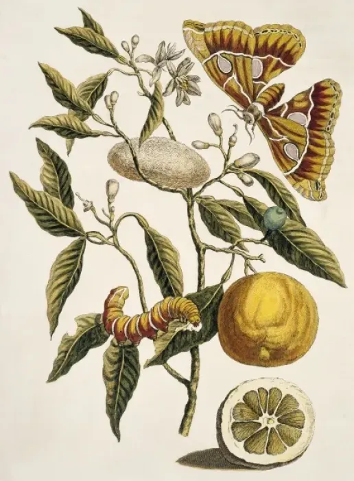Framed Print : Insects of Surinam Framed Print : Insects of Surinam