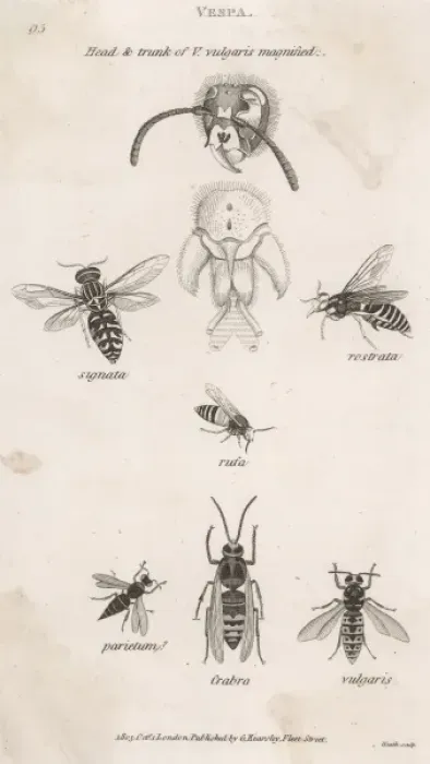 Framed Print : Insects / Wasp Framed Print : Insects / Wasp