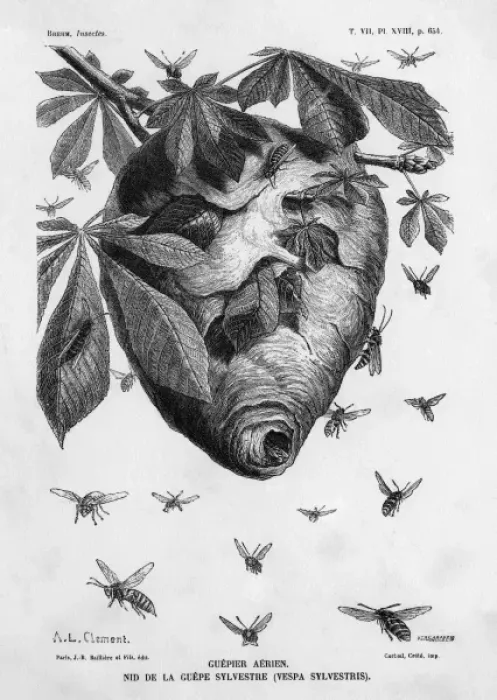 Framed Print : Insects / Wasp Framed Print : Insects / Wasp