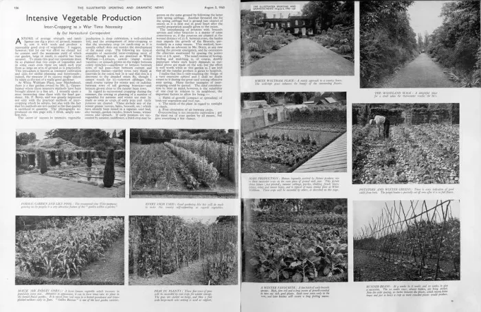 Framed Print : Intensive vegetable production, 1940 Framed Print : Intensive vegetable production, 1940