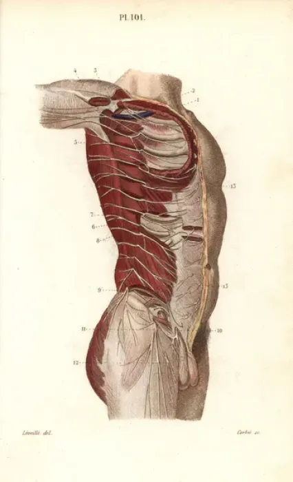 Framed Print : Intercostal nerves Framed Print : Intercostal nerves