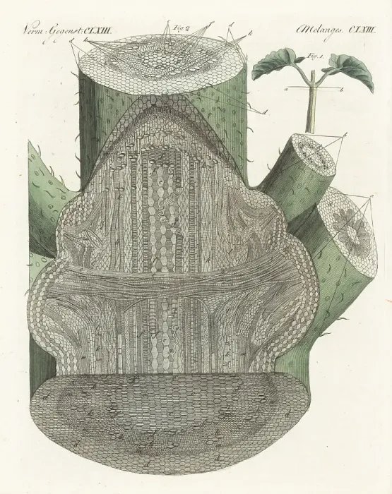 Framed Print : Interior structure of the broad bean, Vicia faba Framed Print : Interior structure of the broad bean, Vicia faba