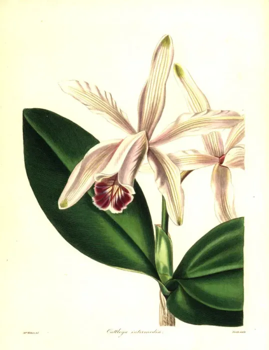 Framed Print : Intermediate cattleya orchid, Cattleya indermedia Framed Print : Intermediate cattleya orchid, Cattleya indermedia