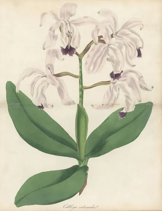 Framed Print : Intermediate cattleya orchid, Cattleya intermedia Framed Print : Intermediate cattleya orchid, Cattleya intermedia