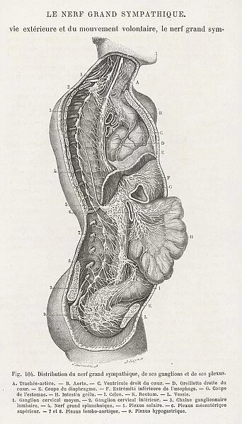 Internal anatomy. the nervous system of the spine