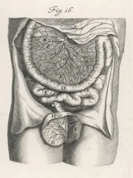 Framed Print : Intestines, C. 17 Framed Print : Intestines, C. 17