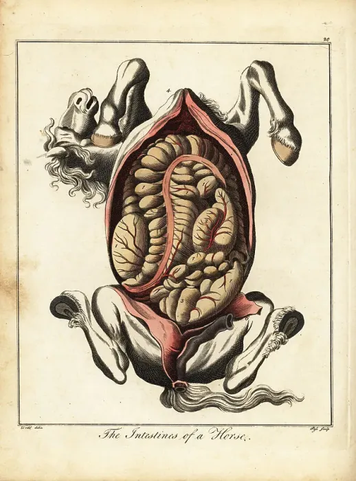 Framed Print : The intestines of a horse Framed Print : The intestines of a horse
