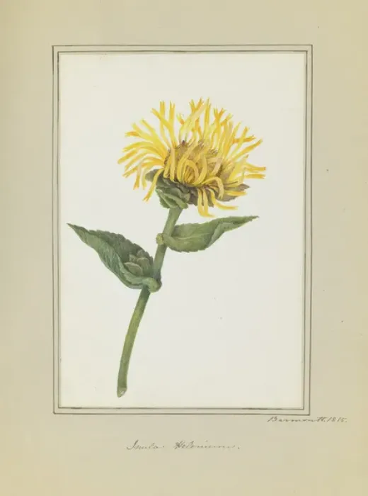 Framed Print : Inula helenium, elecampane Framed Print : Inula helenium, elecampane