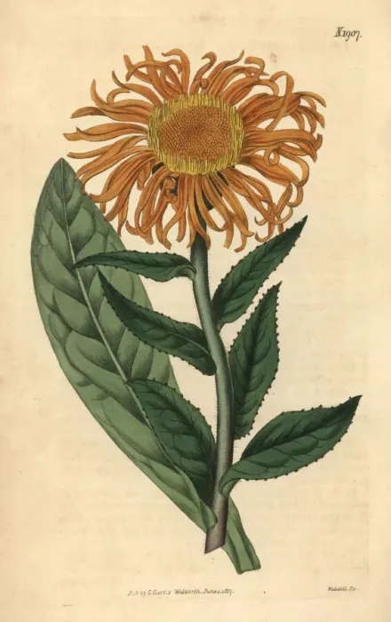 Framed Print : Inula orientalis Framed Print : Inula orientalis