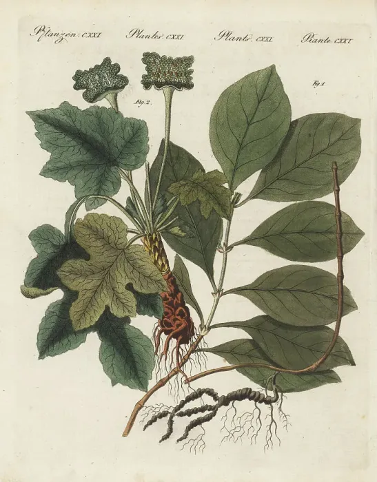 Framed Print : Ipecacuanha and contrajerva, medicinal plants Framed Print : Ipecacuanha and contrajerva, medicinal plants
