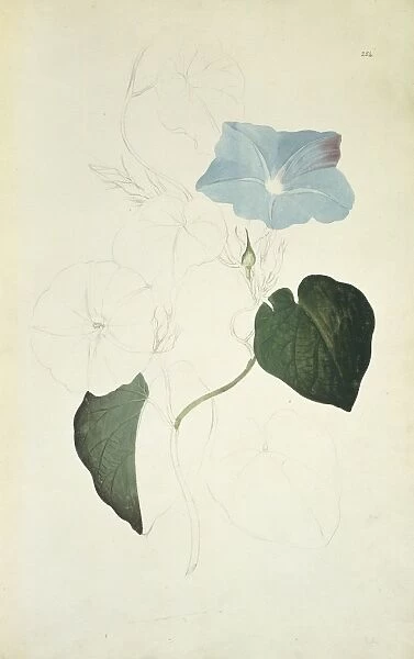 Ipomea indica, blue morning glory
