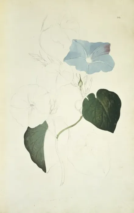 Framed Print : Ipomea indica, blue morning glory Framed Print : Ipomea indica, blue morning glory