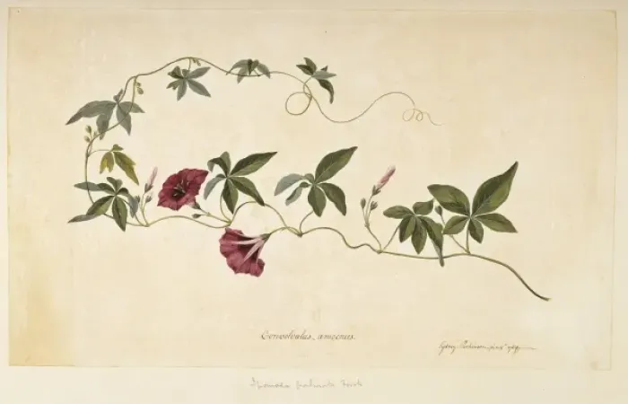 Framed Print : Ipomoea cairica, mile a minute vine Framed Print : Ipomoea cairica, mile a minute vine